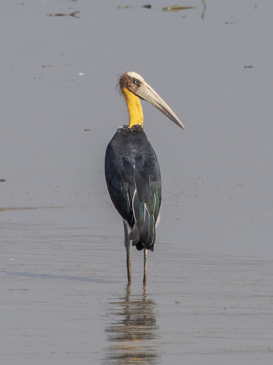 Lesser Adjutant - ML646504267