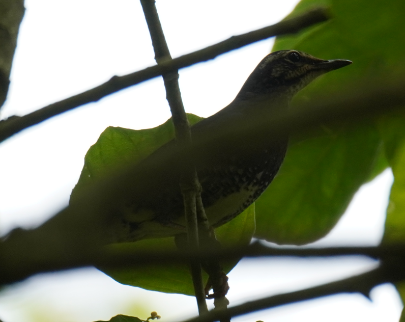קיכלי סיבירי - ML646504272