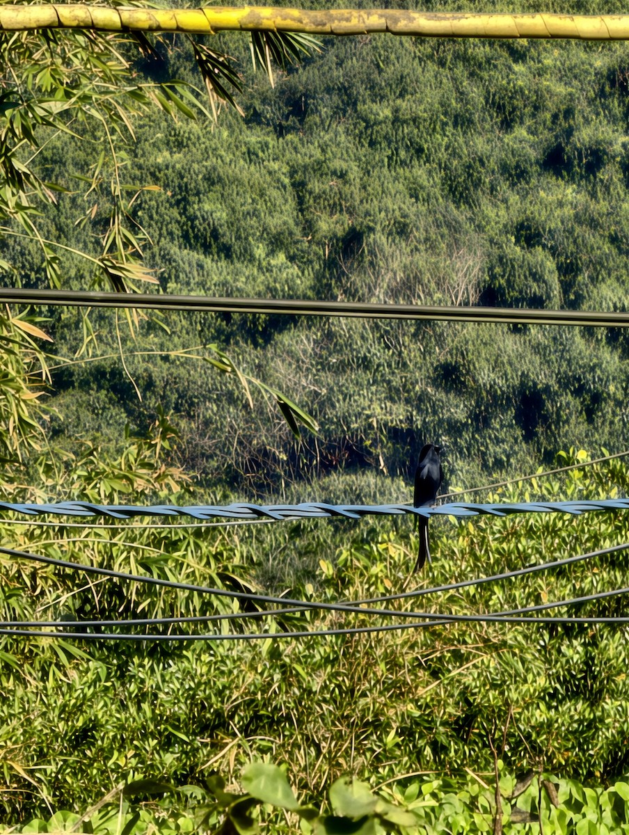 Хар доронго - ML646504273