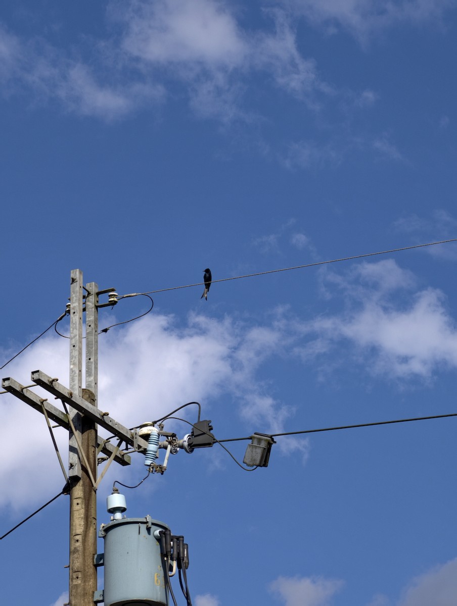 Хар доронго - ML646504274