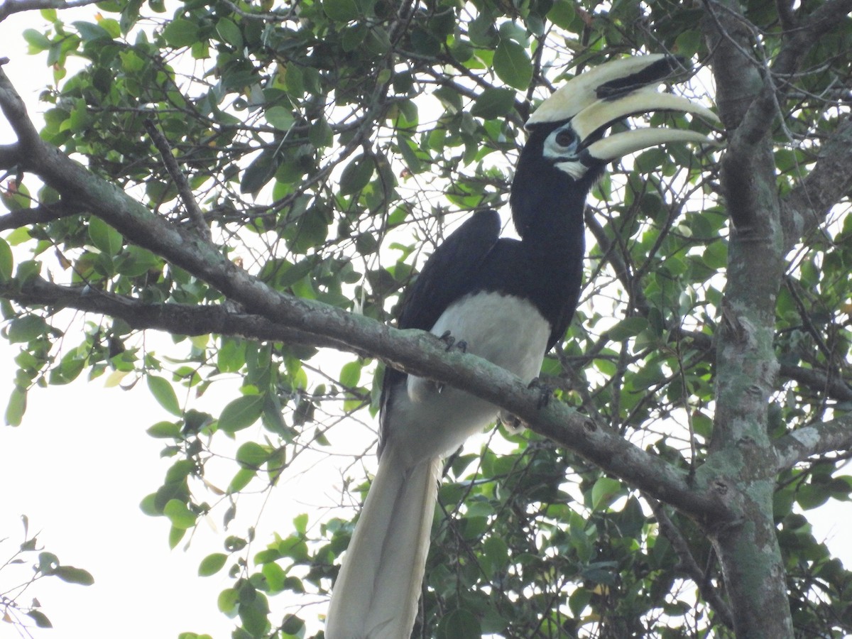 Oriental Pied-Hornbill - ML646504275
