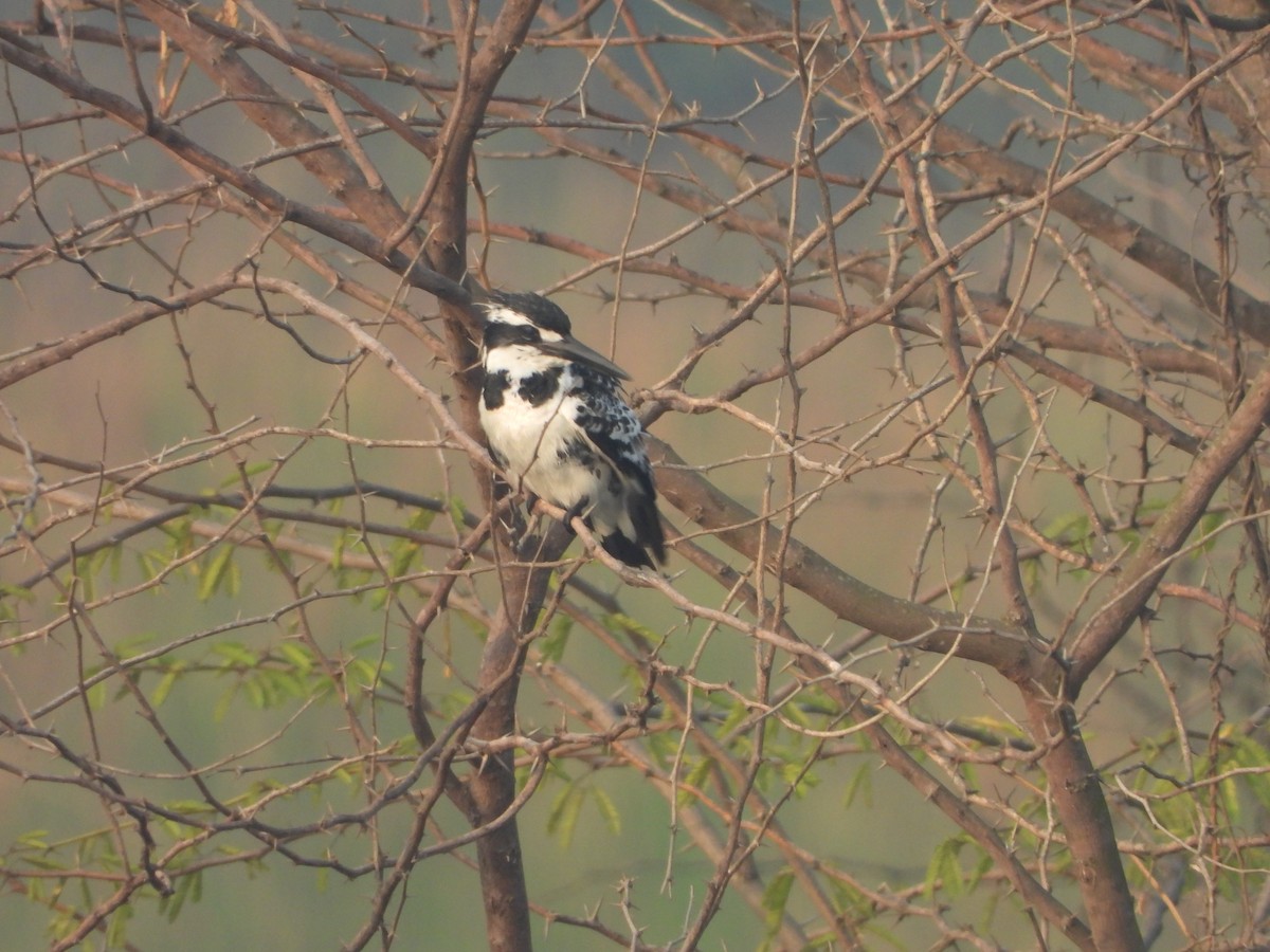 פרפור עקוד - ML646504276