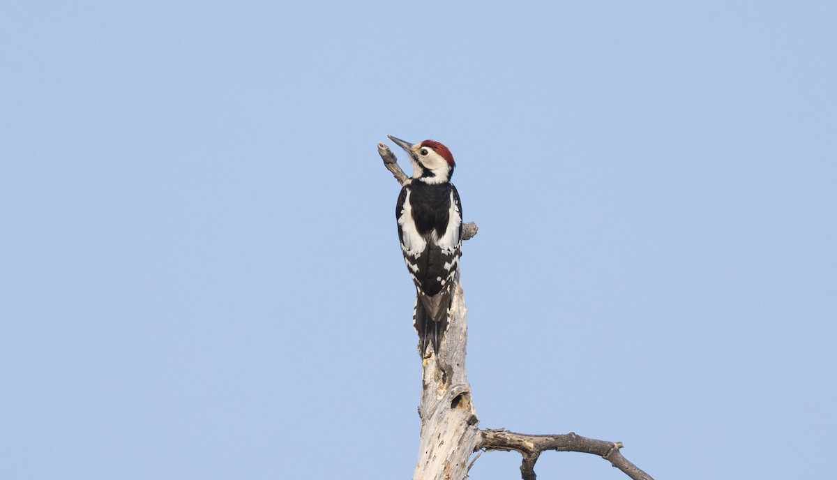 Sind Woodpecker - ML646504280