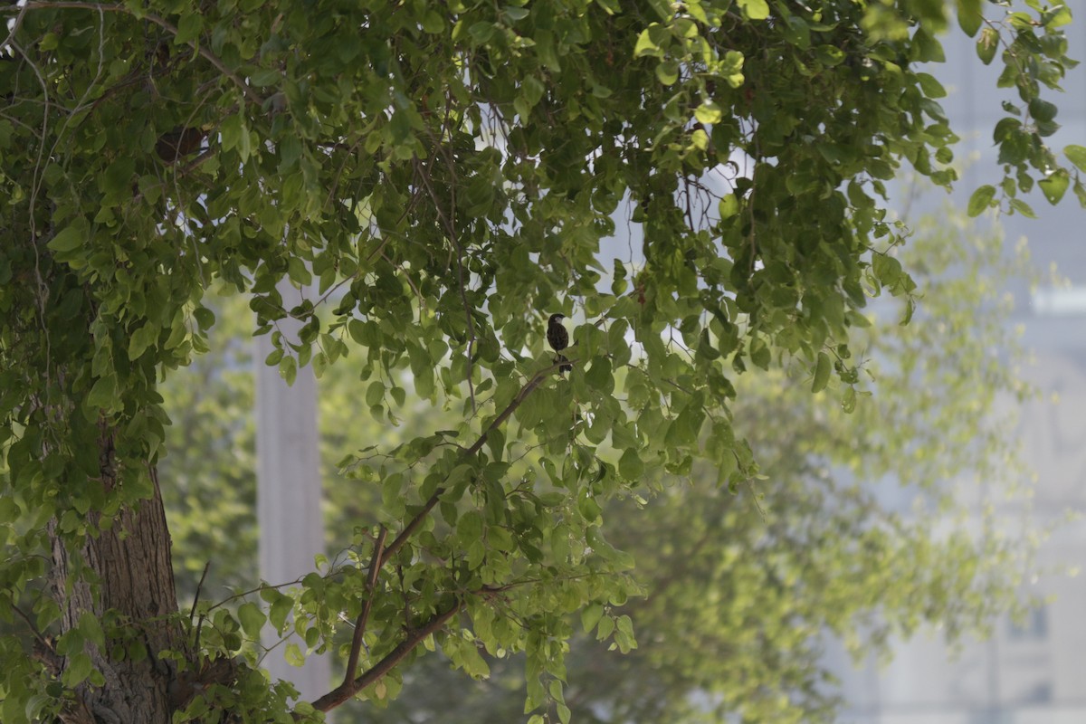 House Sparrow - ML646504282