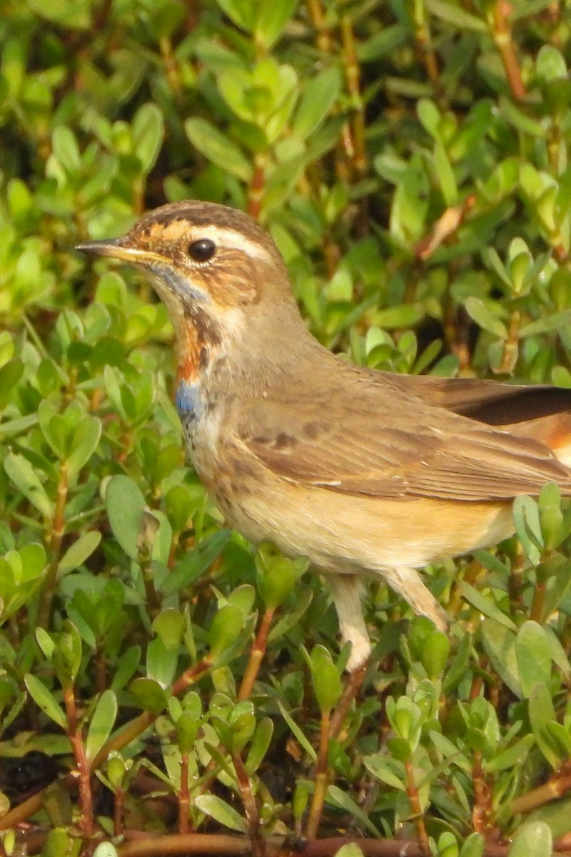 Bluethroat - ML646504283