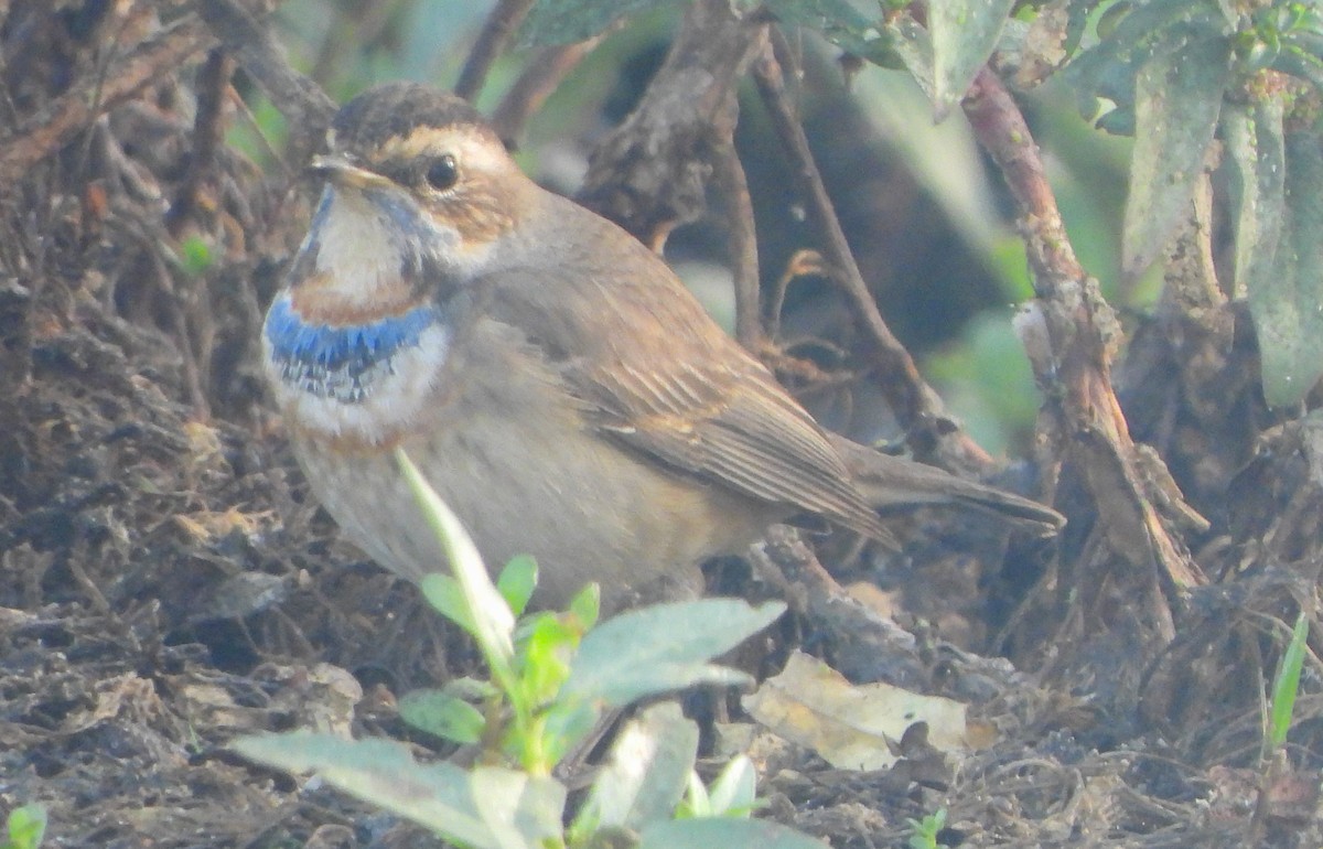 Bluethroat - ML646504284