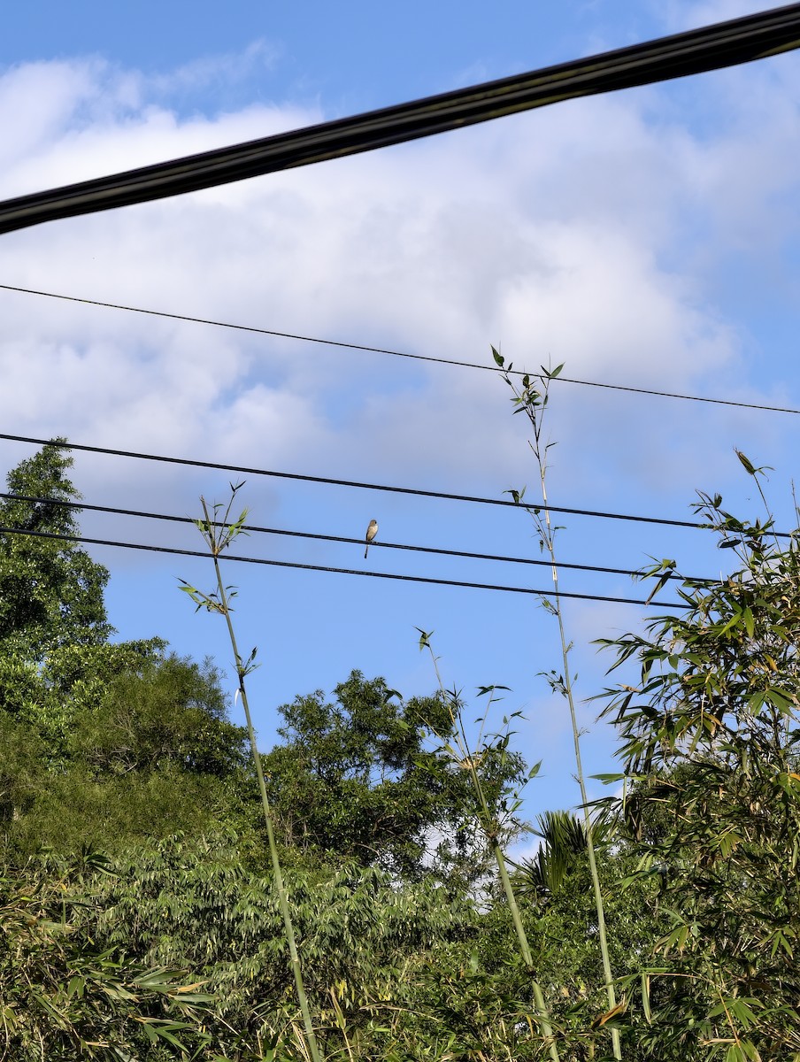 Brown Shrike (Brown) - ML646504285