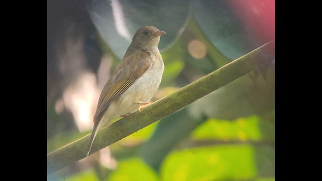 Yellow-footed Honeyguide - ML646504286
