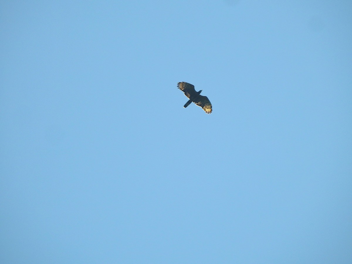 Falco pecchiaiolo orientale - ML646504289