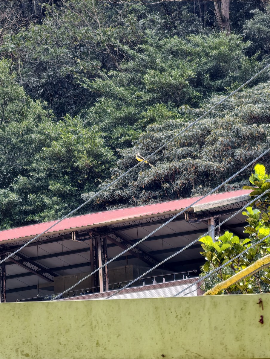 Уулын цэгцгий - ML646504291