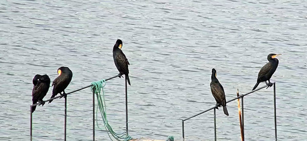 Great Cormorant - ML646504294