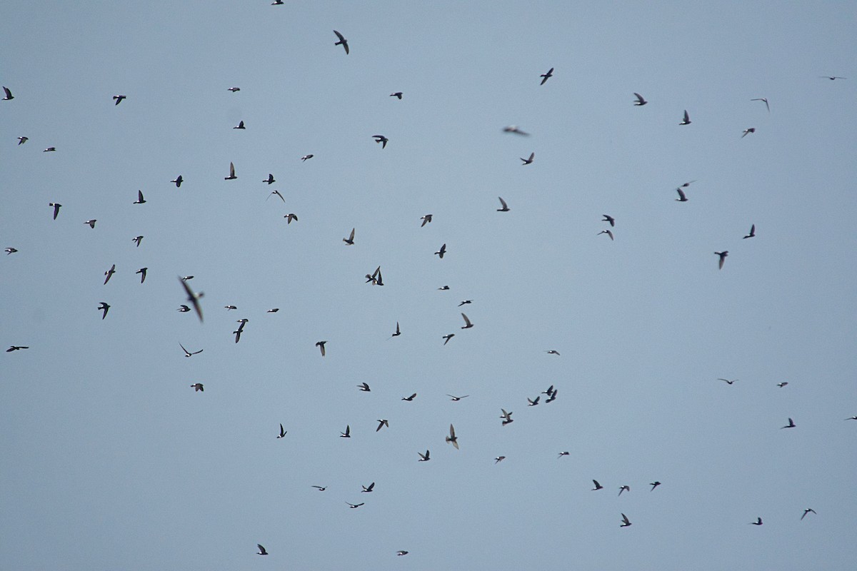 Little Swift - ML646504295