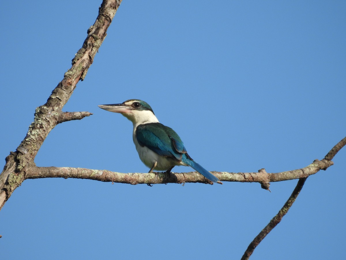 Collared Kingfisher - ML646504296