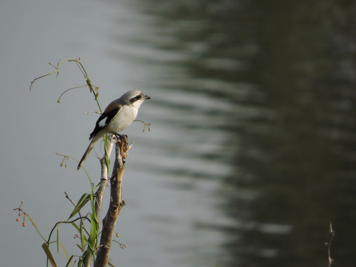 Bay-backed Shrike - ML646504297