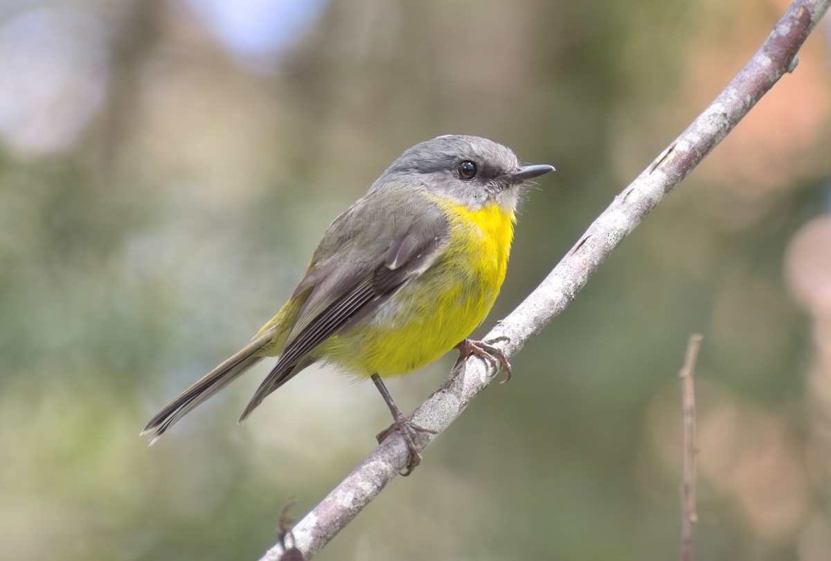 gulbrystflueskvett - ML646504298