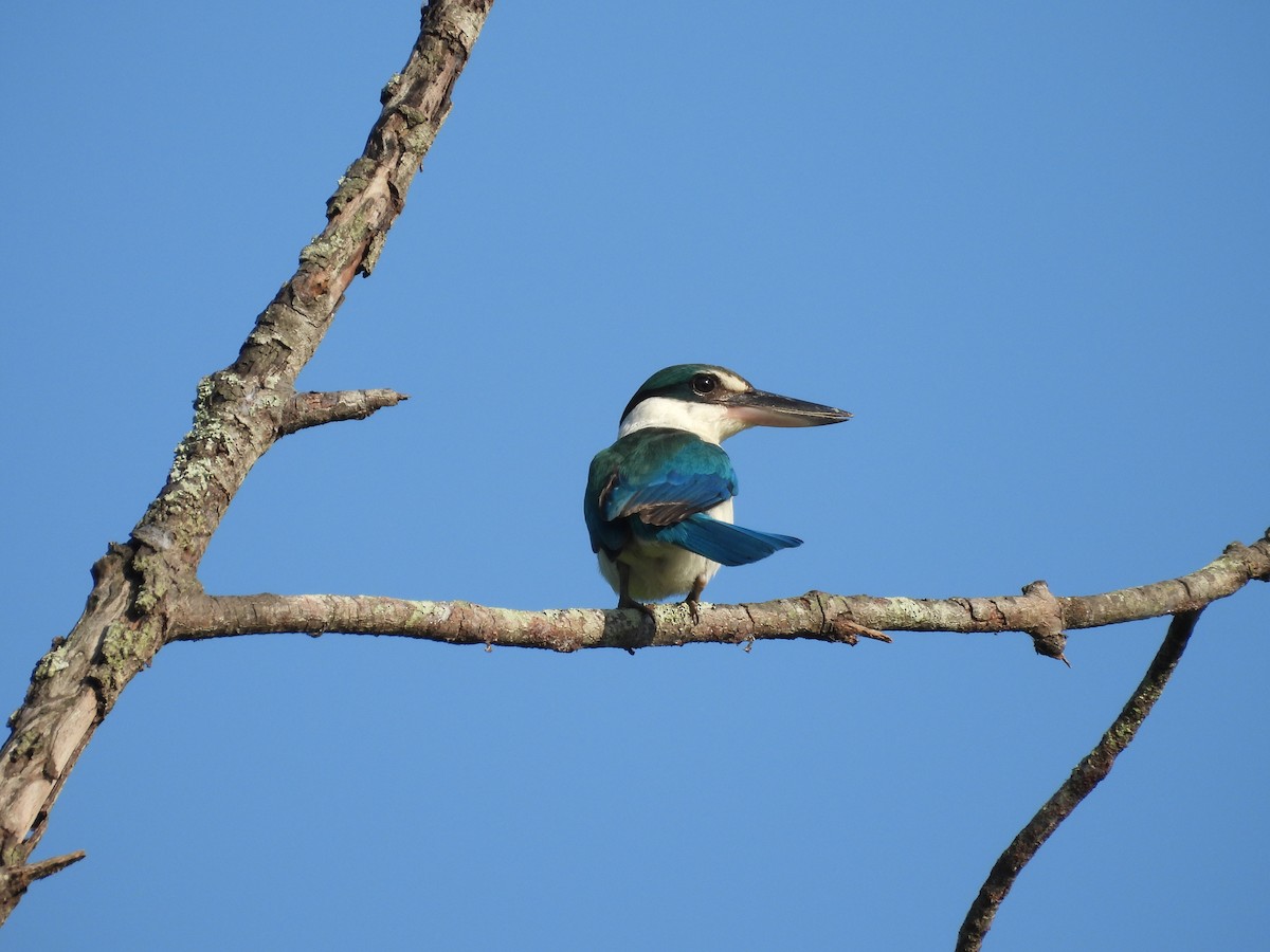 Collared Kingfisher - ML646504303