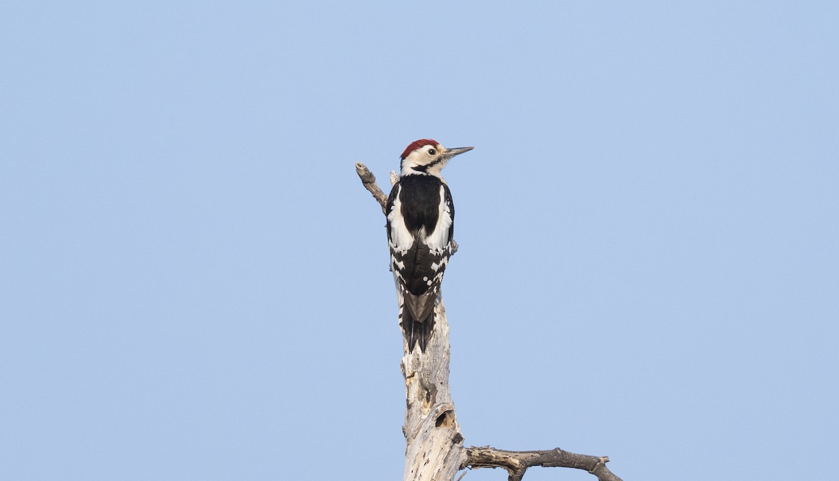 Sind Woodpecker - ML646504305