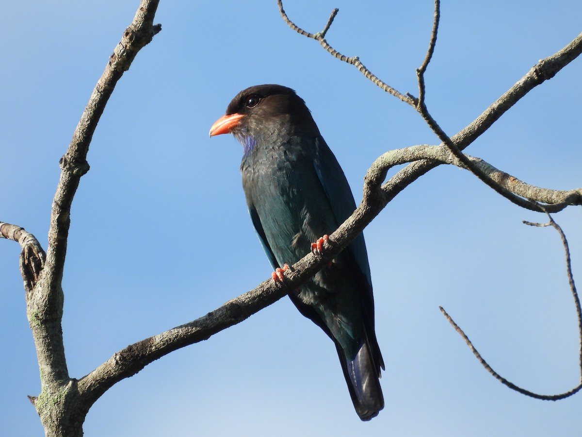 Dollarbird - ML646504306