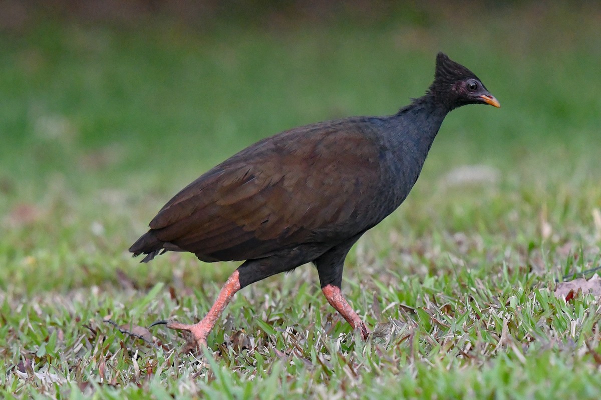 Orange-footed Megapode - ML646504307