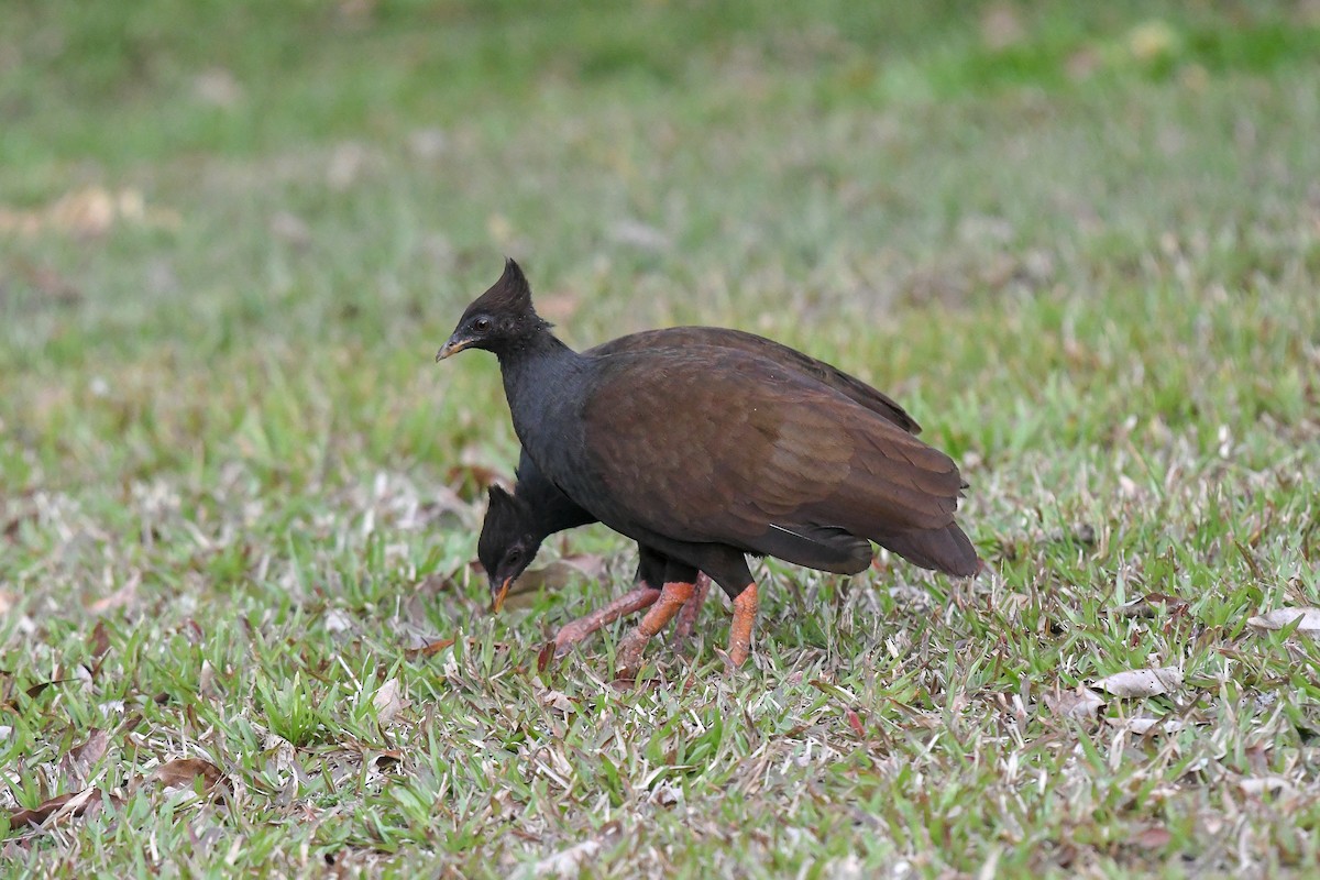 Orange-footed Megapode - ML646504309