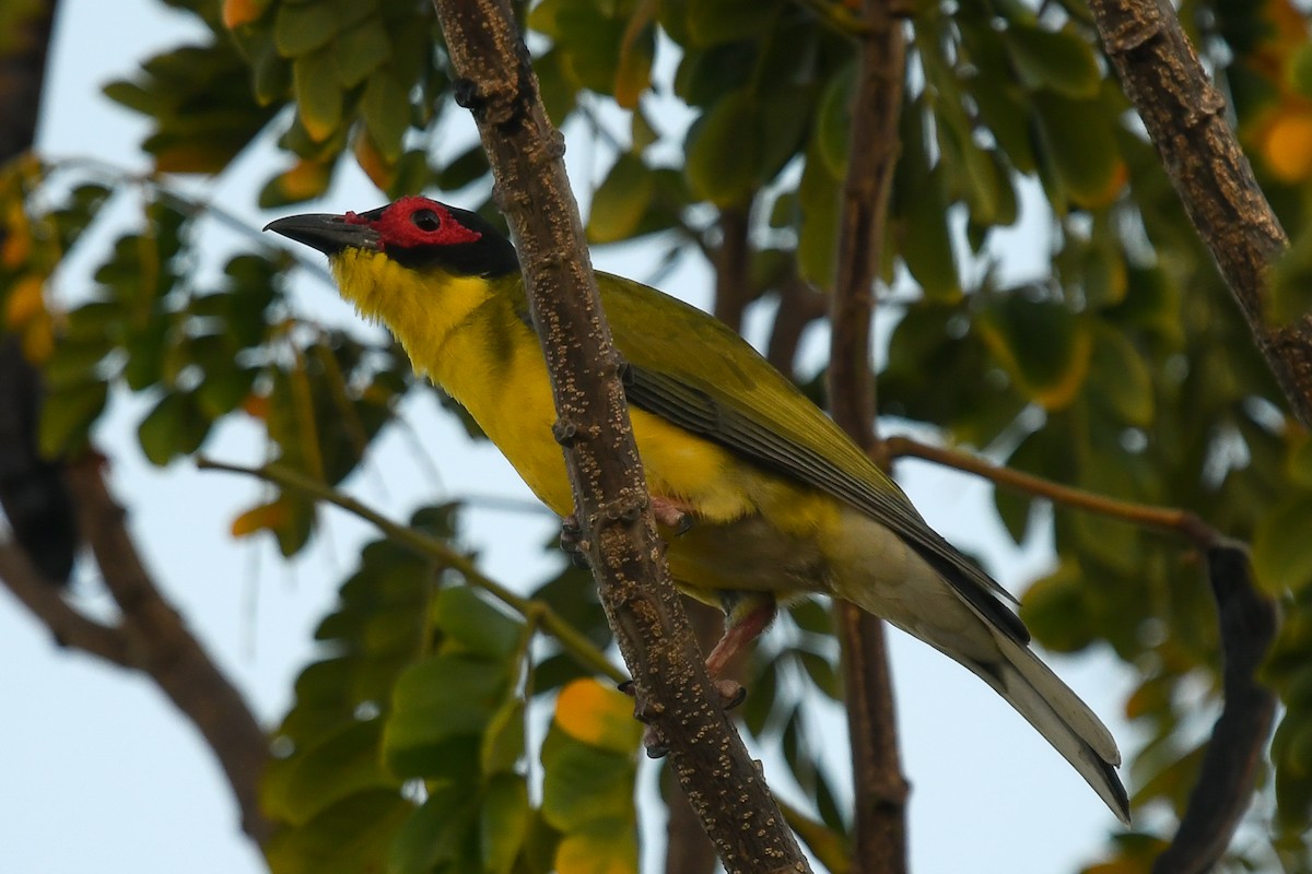 Australasian Figbird (Yellow) - ML646504311