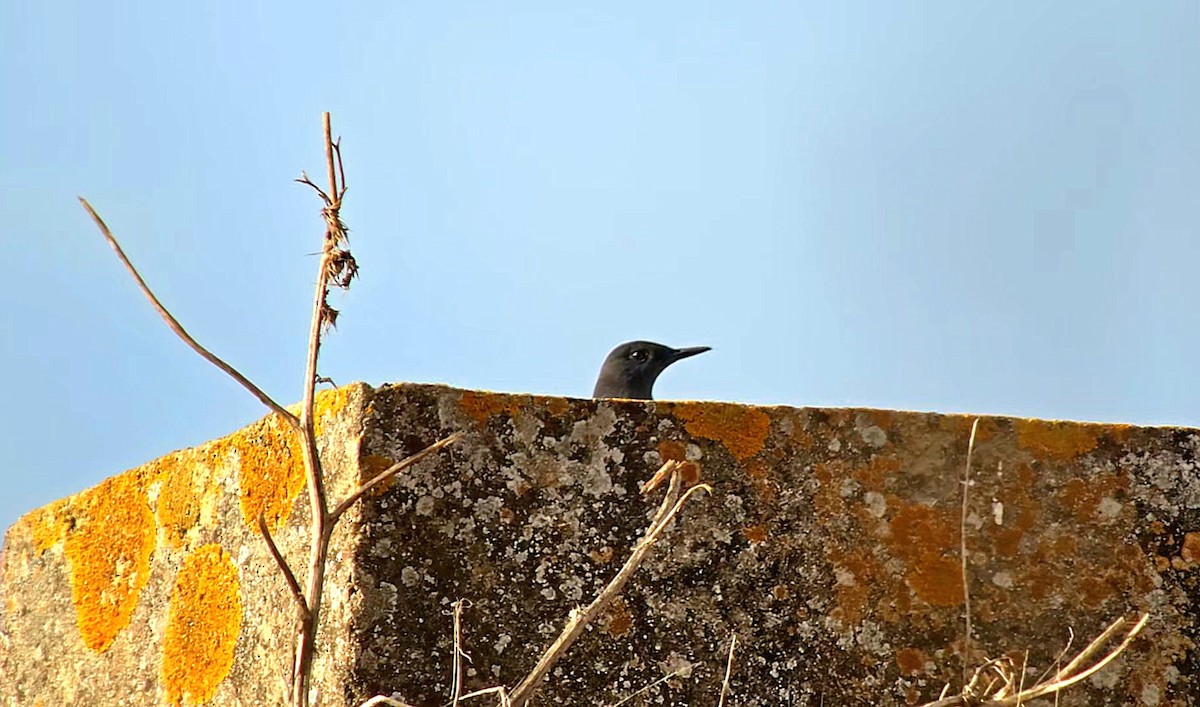 Blue Rock-Thrush - ML646504312