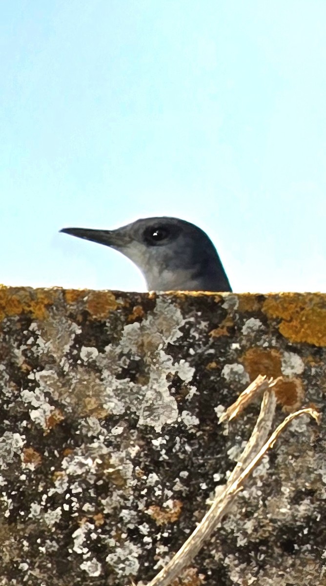 Blue Rock-Thrush - ML646504313