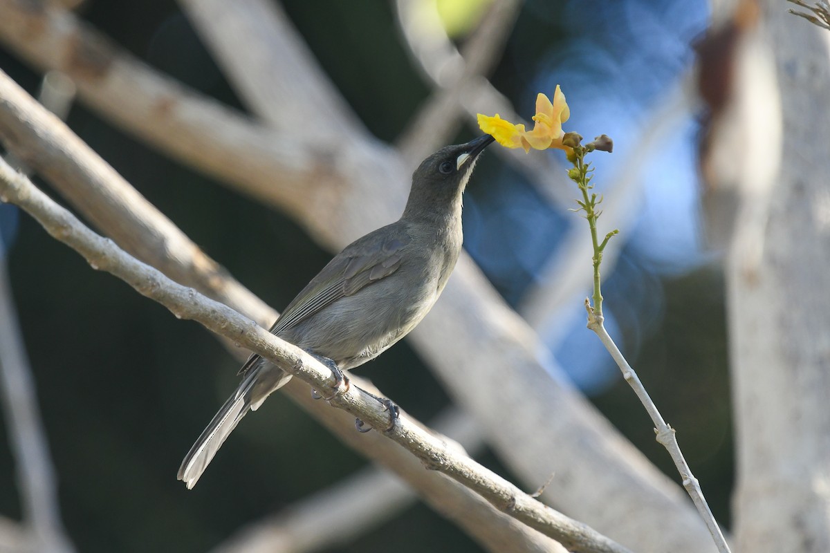 White-gaped Honeyeater - ML646504314