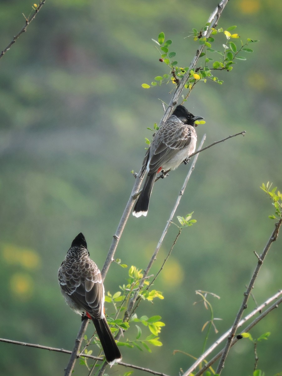 Red-vented Bulbul - ML646504315