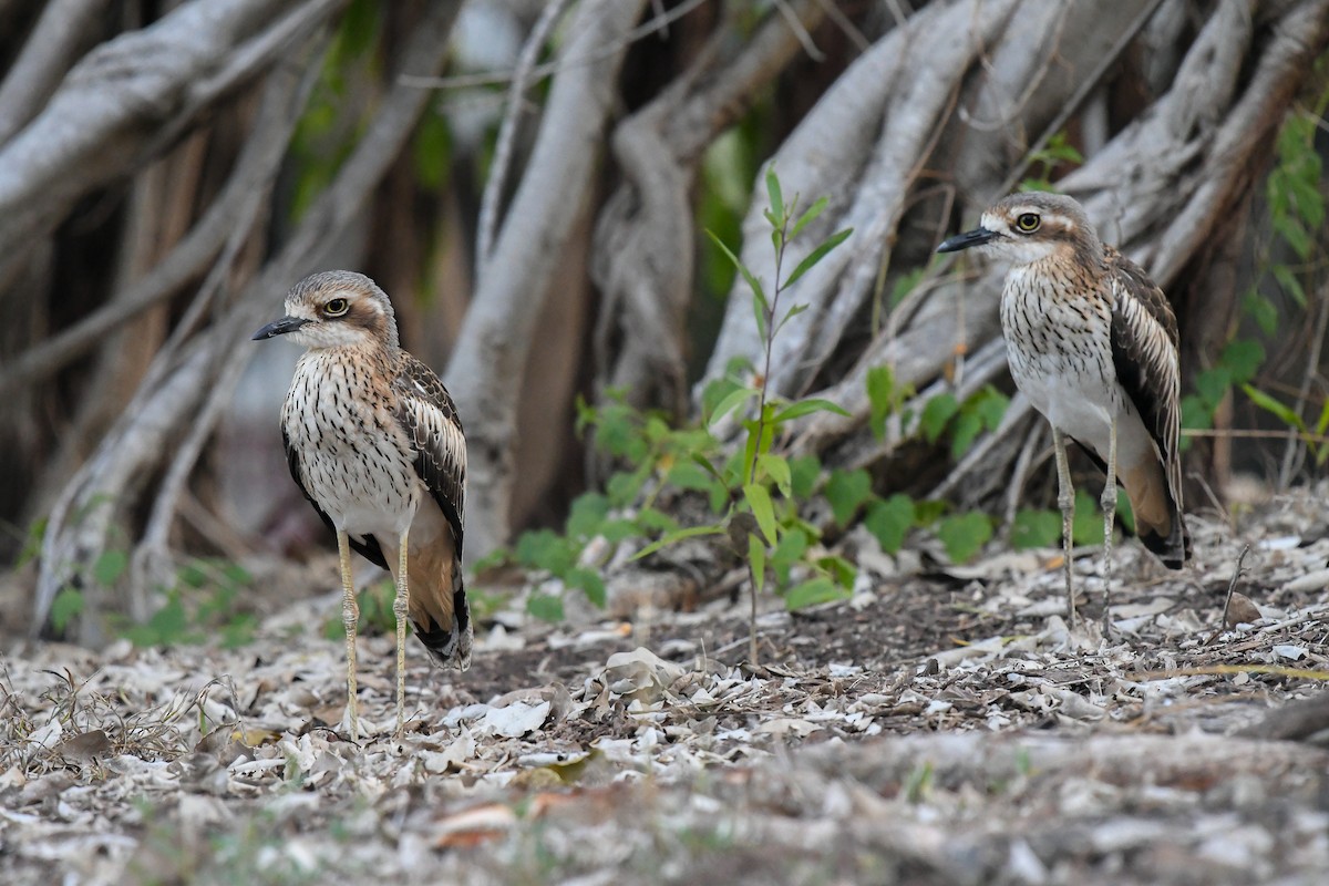 Bush Thick-knee - ML646504320