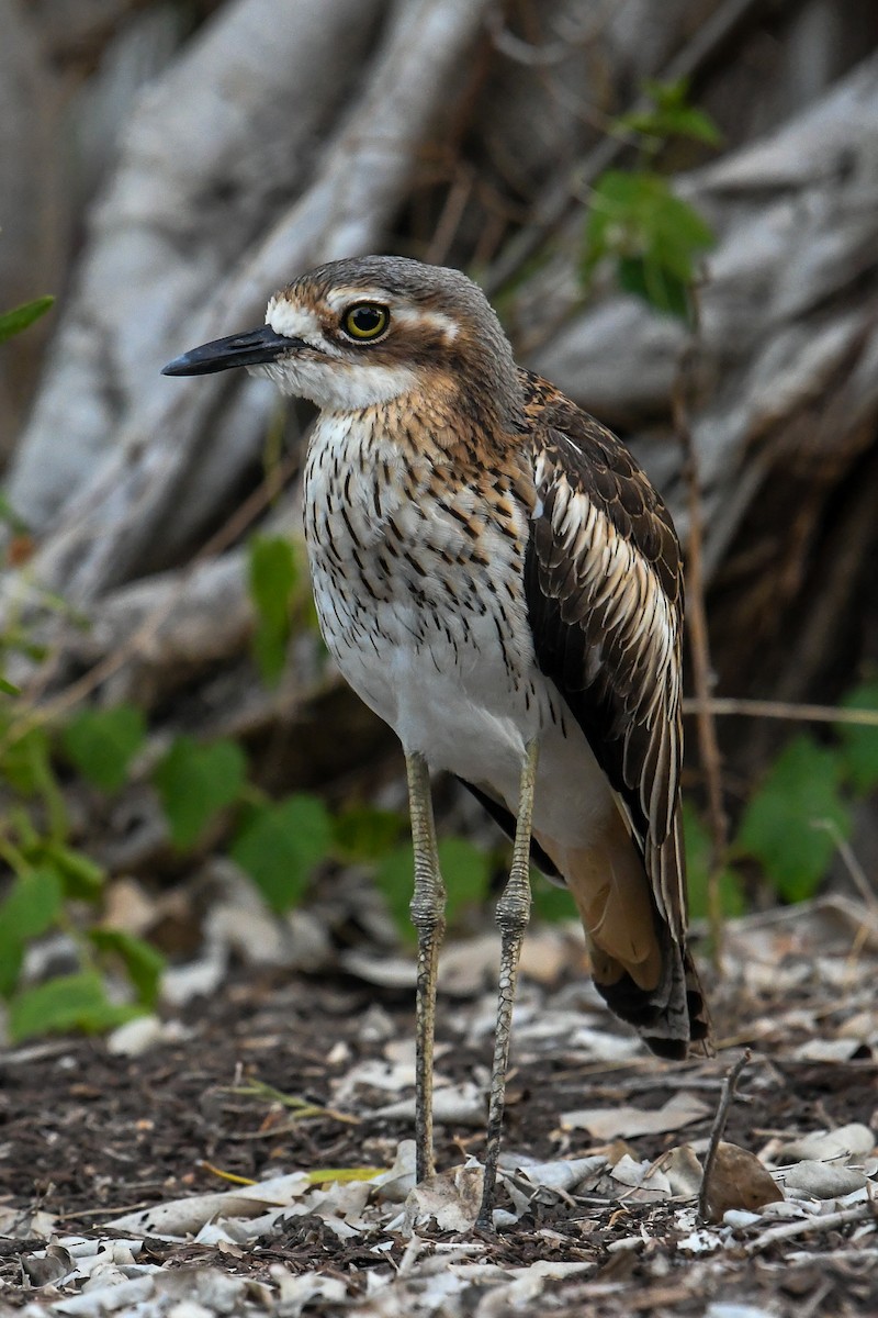 Bush Thick-knee - ML646504321