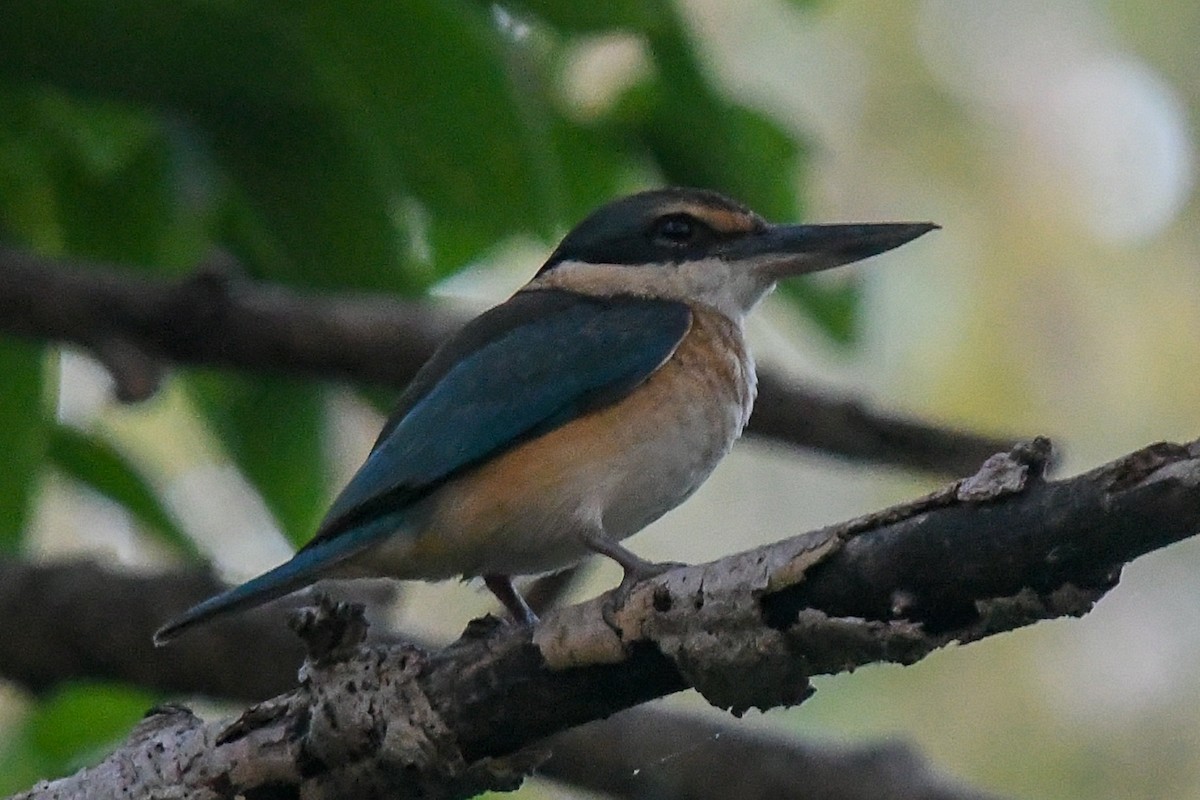 Sacred Kingfisher (Australasian) - ML646504322