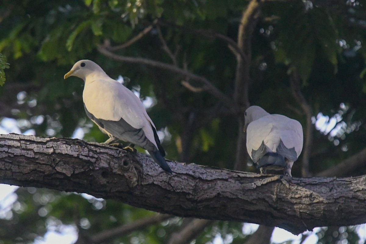 Torresian Imperial-Pigeon - ML646504323