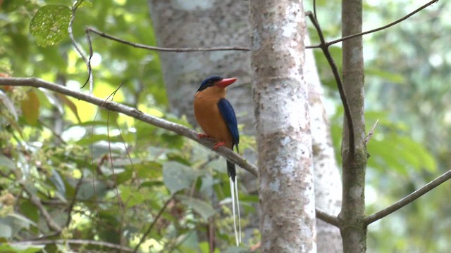Buff-breasted Paradise-Kingfisher - ML646504327