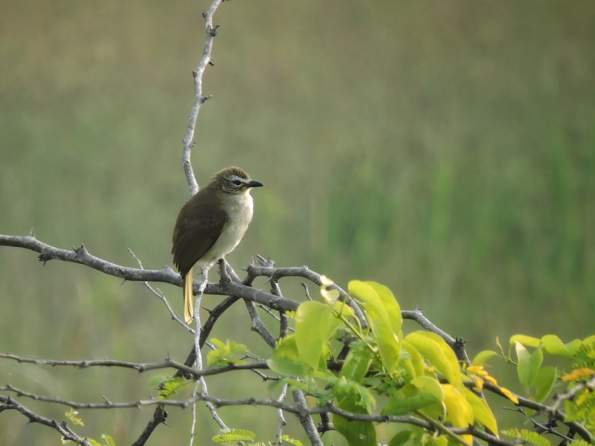 White-browed Bulbul - ML646504328