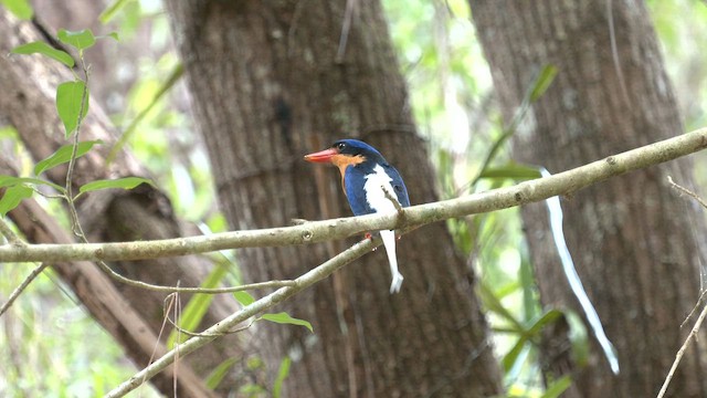 trådstjertisfugl - ML646504330