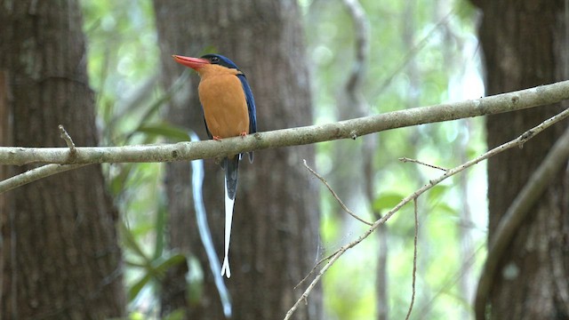 Buff-breasted Paradise-Kingfisher - ML646504331