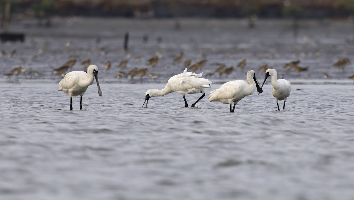 Black-faced Spoonbill - ML646504332