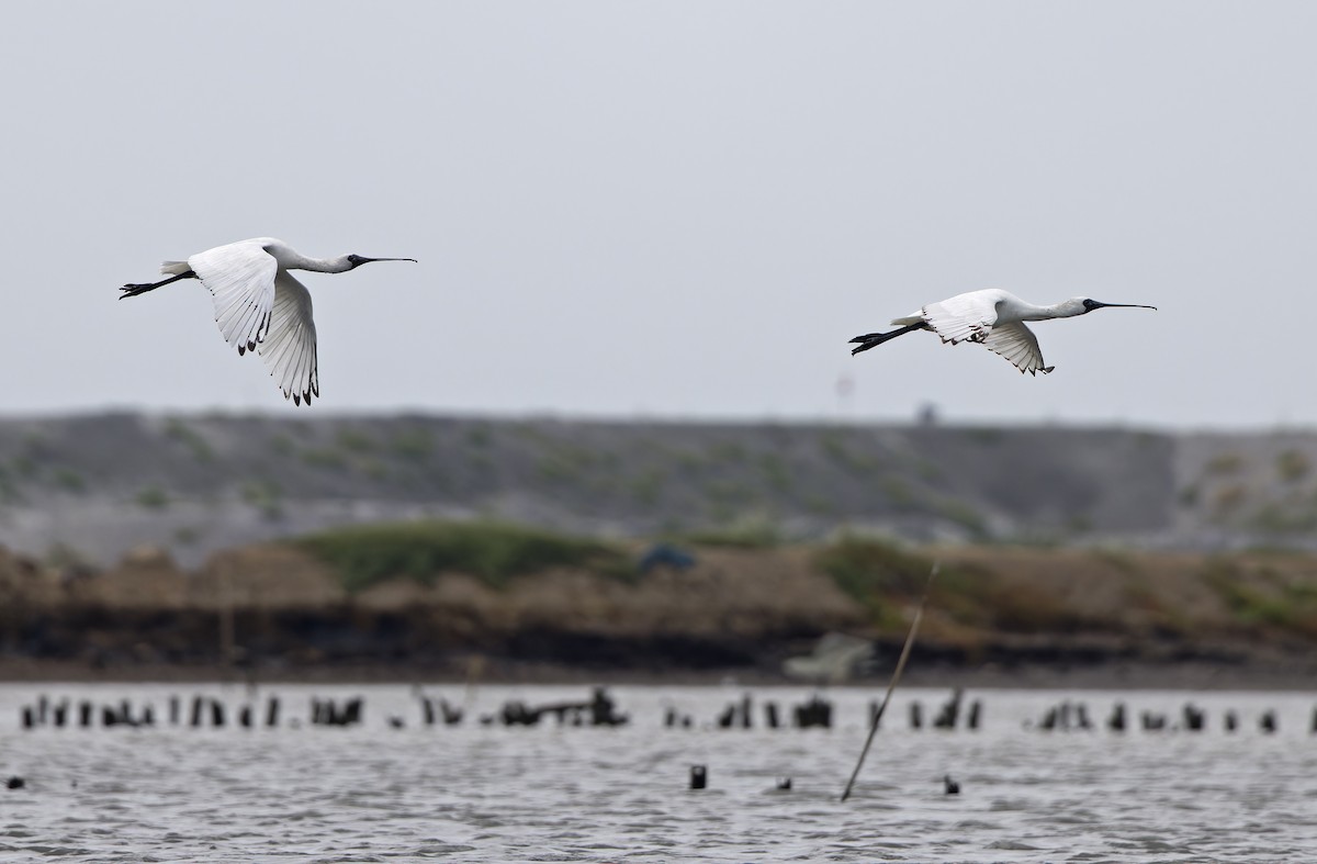 Black-faced Spoonbill - ML646504333