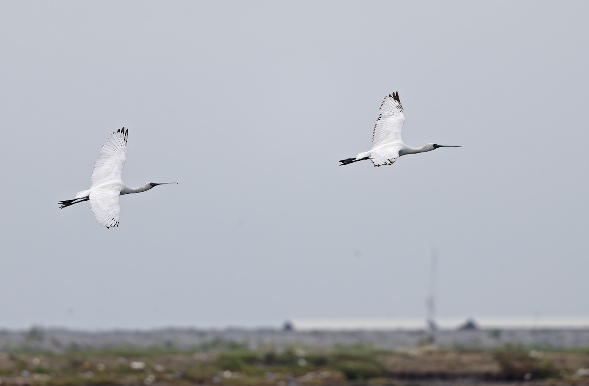 Black-faced Spoonbill - ML646504334