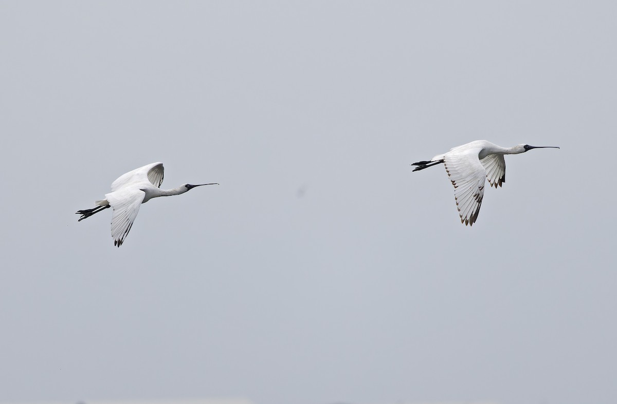 Black-faced Spoonbill - ML646504335