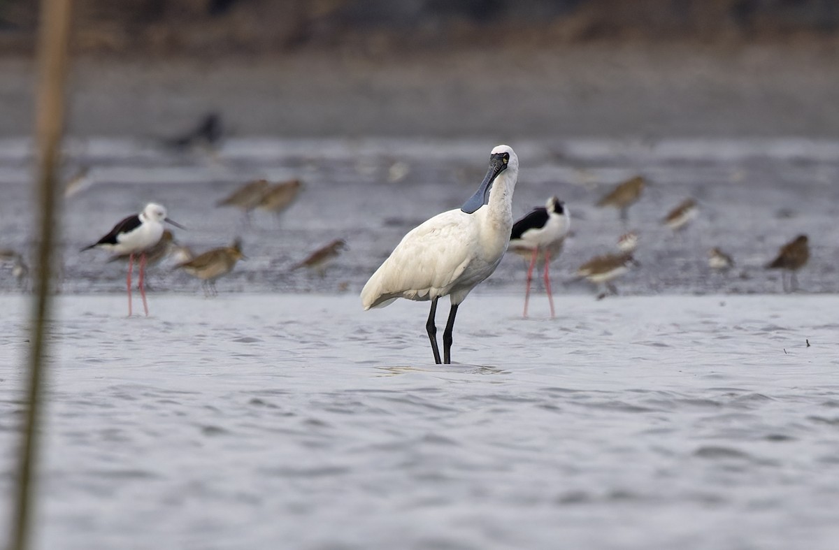 Black-faced Spoonbill - ML646504336