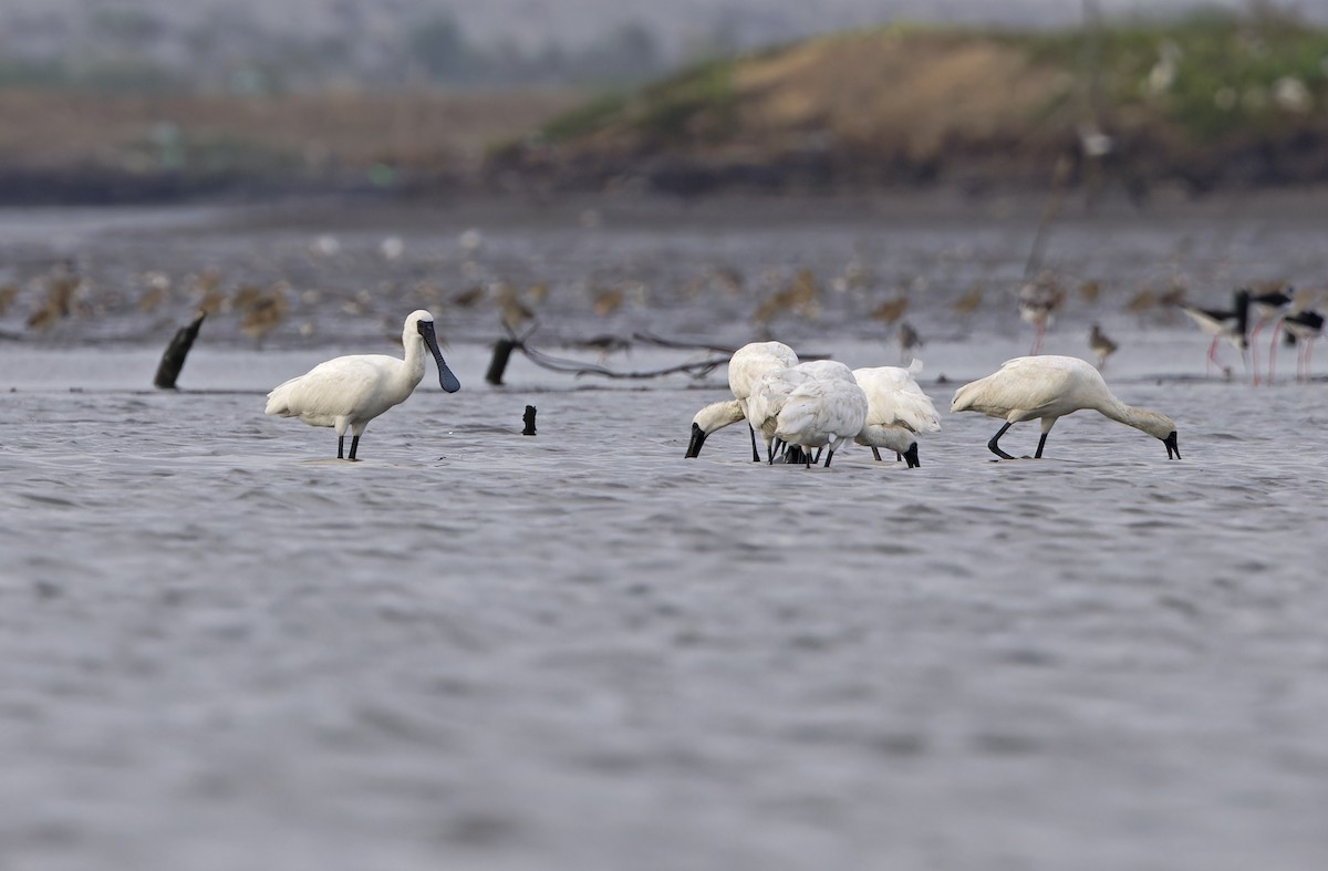 Black-faced Spoonbill - ML646504337