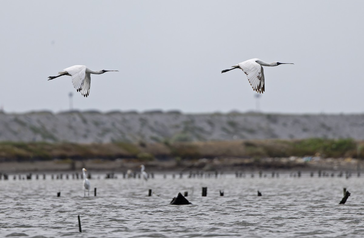Black-faced Spoonbill - ML646504338