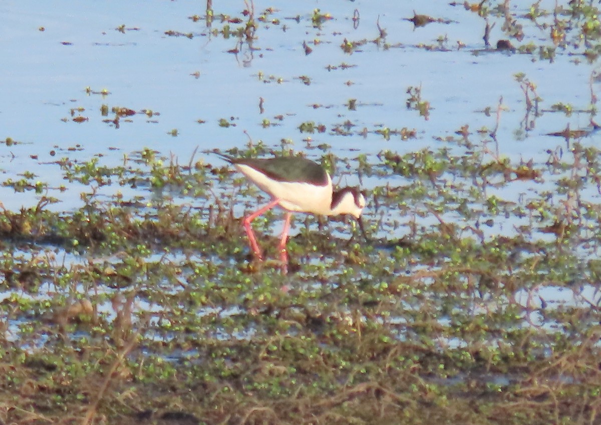 Black-necked Stilt - ML646504339