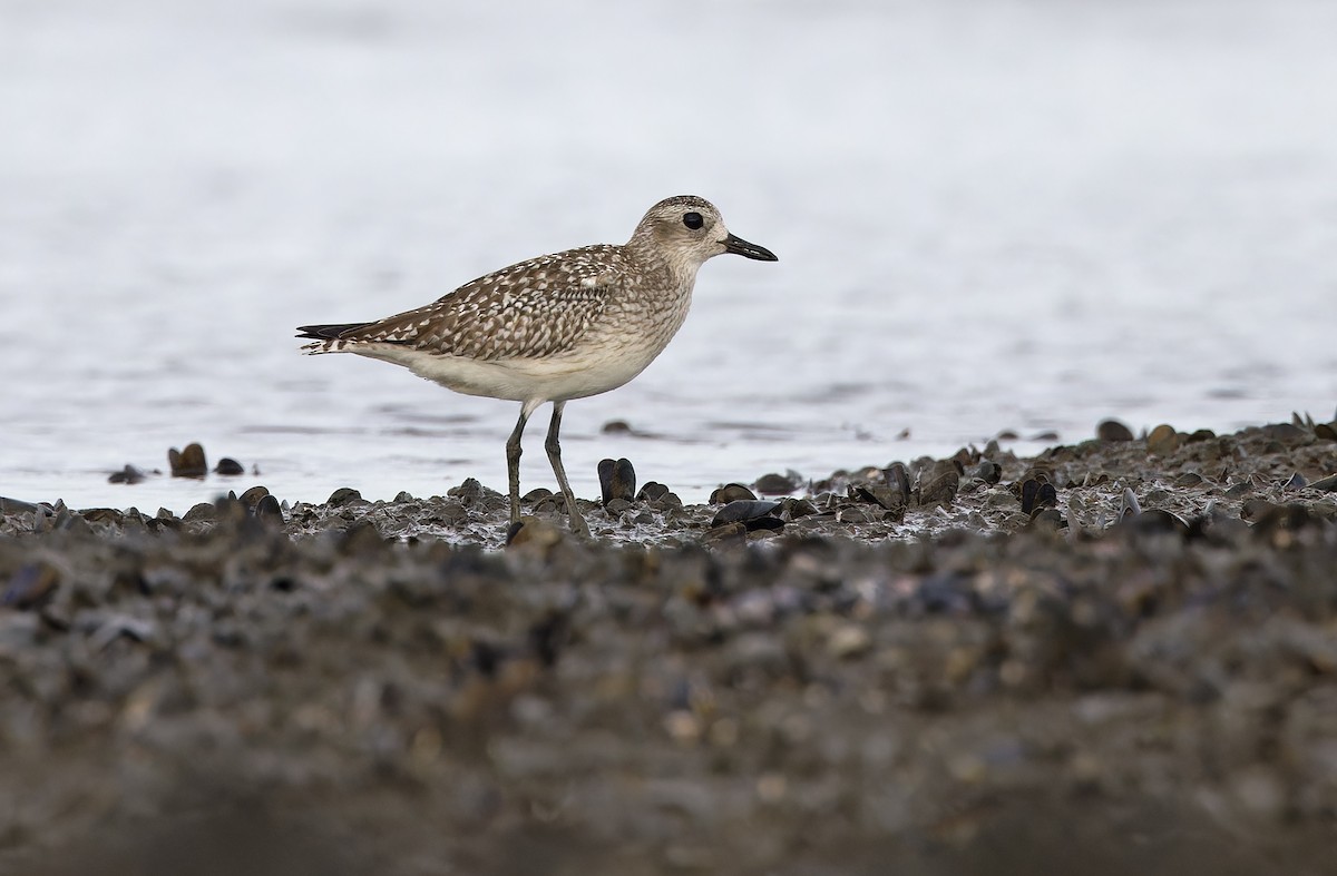 Black-bellied Plover - ML646504340
