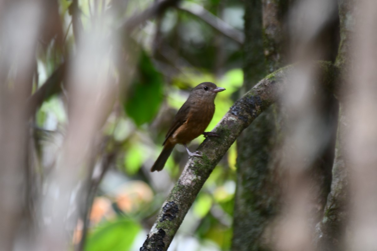 Little Shrikethrush (Rufous) - ML646504341