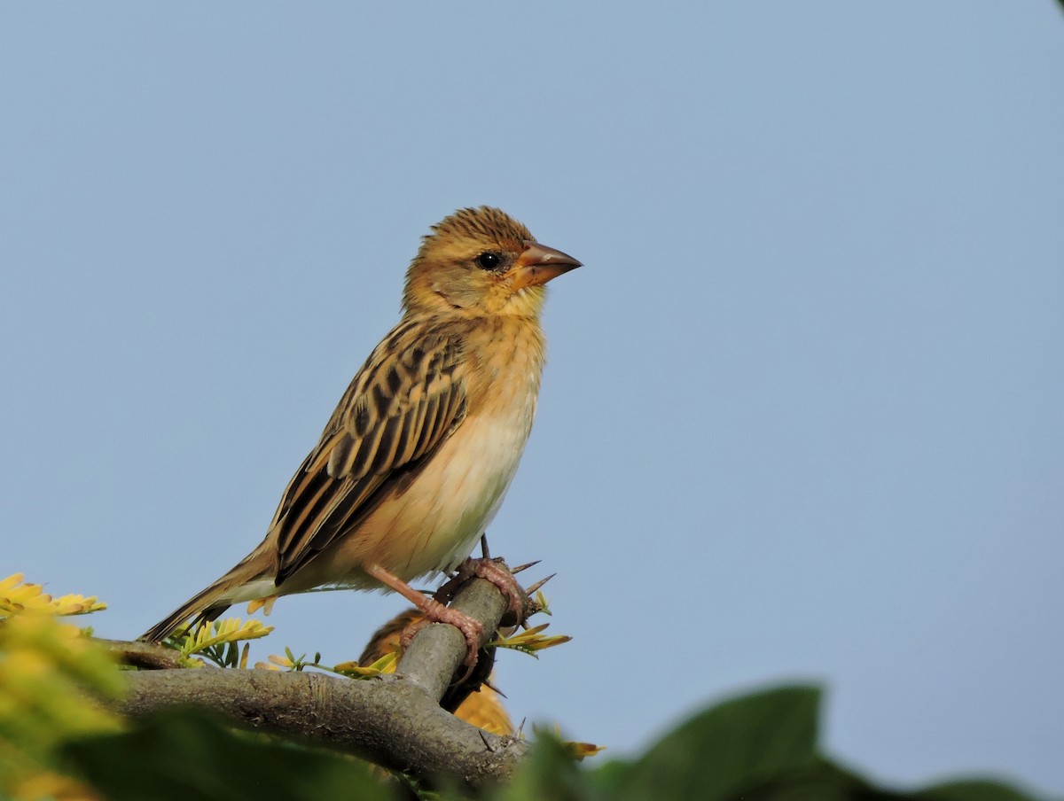 Baya Weaver - ML646504355