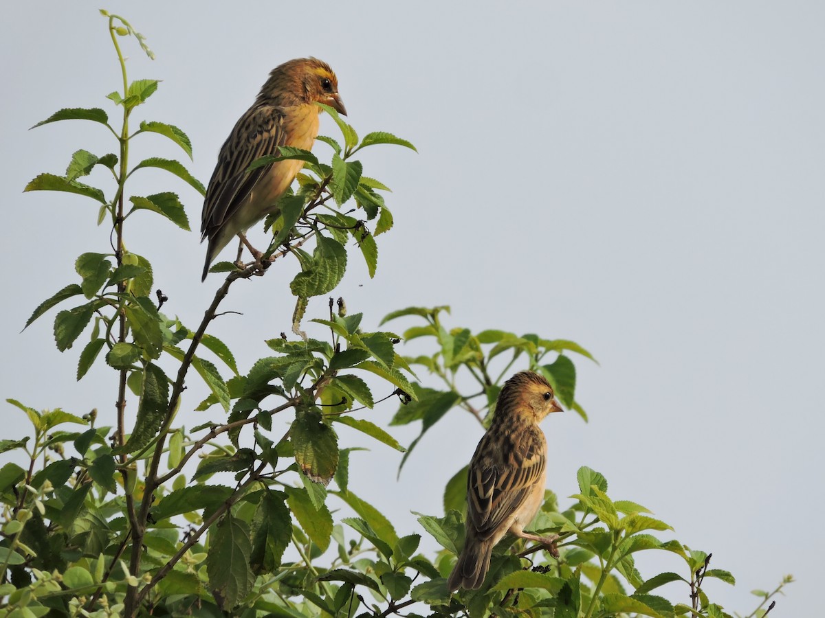 Baya Weaver - ML646504356