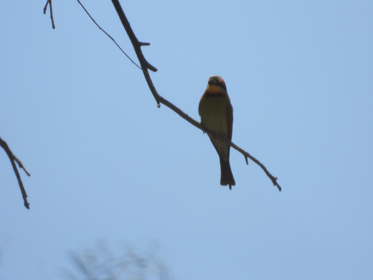 regnbuebieter - ML646504360